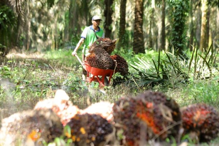 Harga Sawit Kaltim Menguat di Akhir Maret 2026